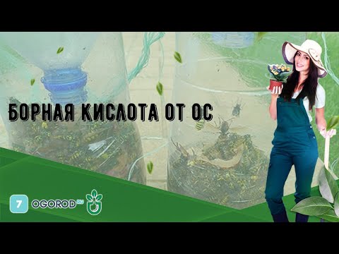 Борная кислота от ос