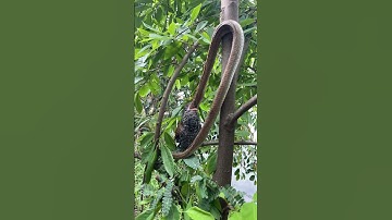 코브라 새 #snake #shorts_ #animals #ayam #수초어항 #birds #funny ·1