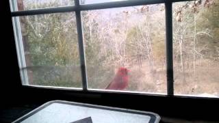 Crazy Cardinal tapping on my shop window