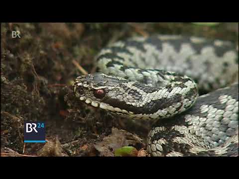 Video: Wie Gefährlich Ist Ein Vipernbiss