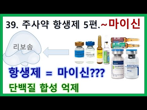 39. 주사약 항생제 5편 - 항생제 = 마이신? 박테리아의 단백질 합성을 억제하는 항생제