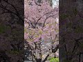 С 8 Марта 🌸🌸🌸Сакура в Токио 2026 #токиосакура #сакуравяпонии