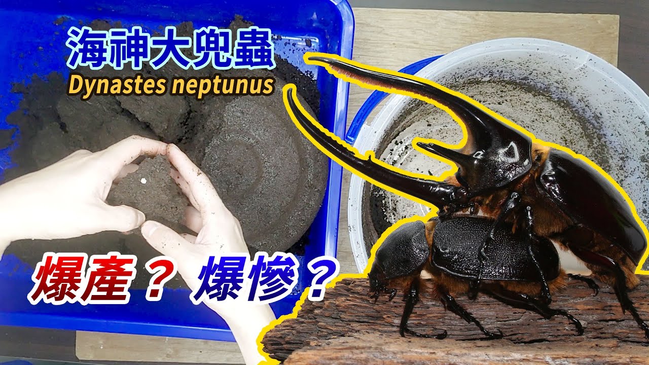 【山林蟲坊】海神大兜挖蛋記 | Dynastes neptunus: Checking Out the Laying Boxes