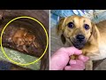 10 Awesome Animal Rescues