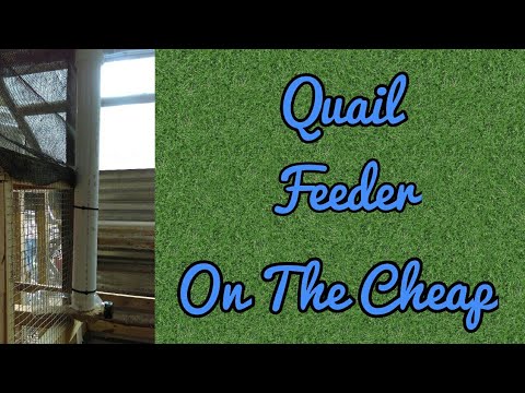 Quail Feeder Using Bottles and PVC Pipe