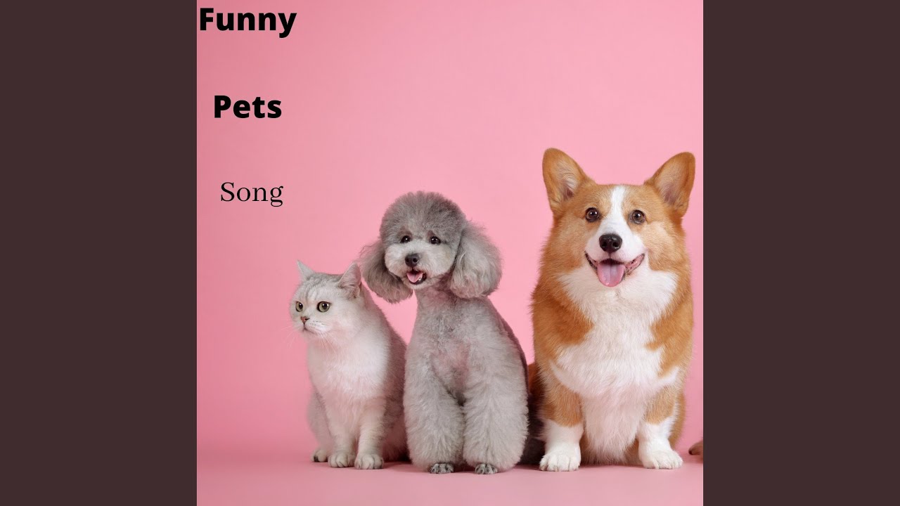 funny-pets-song-youtube