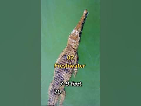 Top 10 most dangerous crocodile species in the world #short #trending #