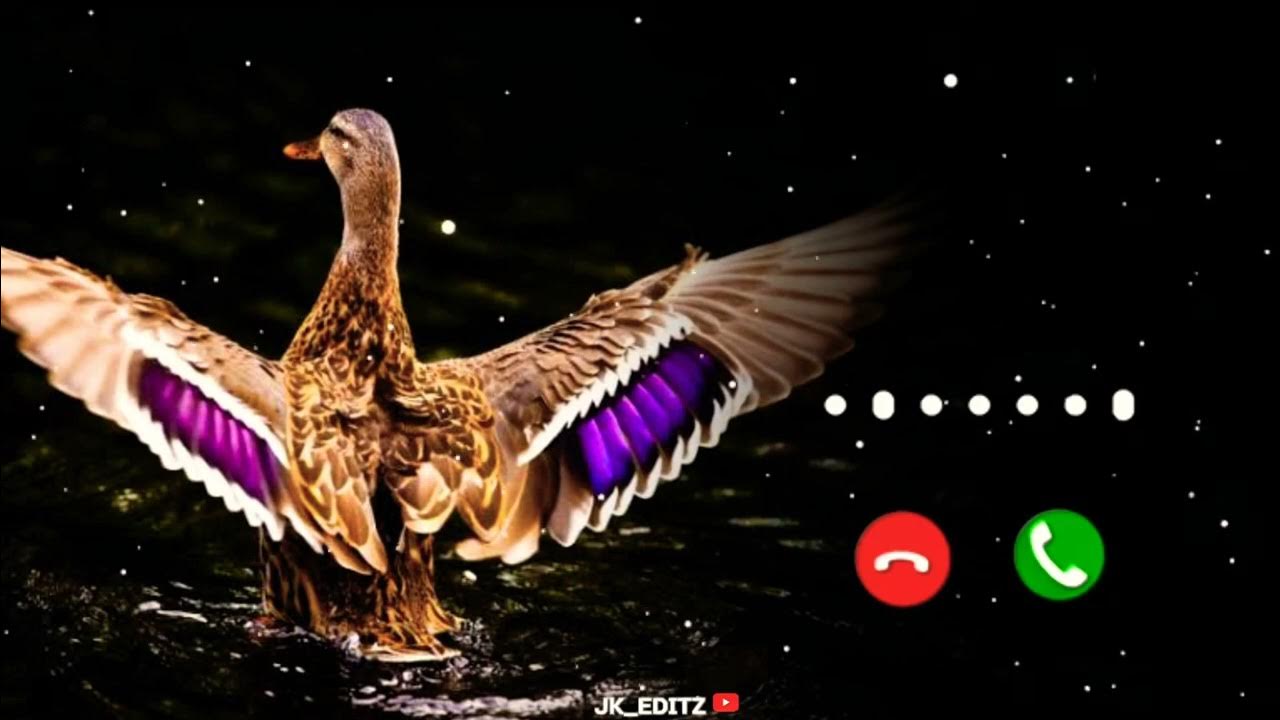  New BGM Duck ringtone 😍 New ringtone2022 trending ringtone
