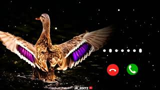 | New BGM Duck ringtone 😍| New ringtone2022 | trending ringtone | loving call ringtone| 💫 screenshot 1