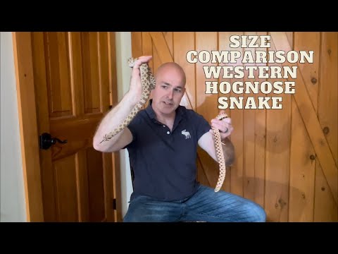 Video: Quanto diventano grandi i serpenti hognose?