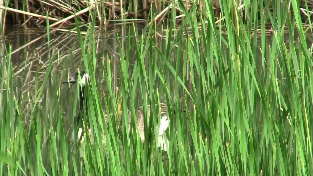 EGG'S first Canadian Geese eggs sighting - YouTube