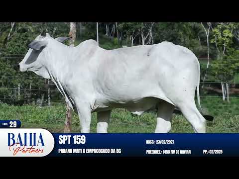 LOTE 29 - SPT 159