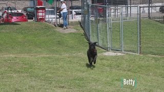 Tailwaggers: Meet Betty
