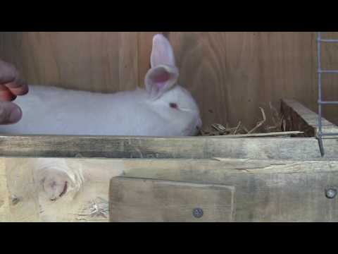 წითელი და თეთრი ზელანდიურები...