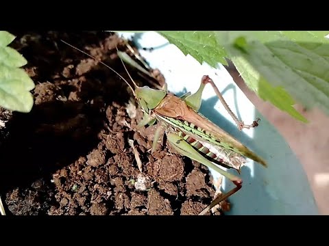 Звуки Кузнечиков седакова Sedakov's Bush-crickets sound (Gampsocleis sedakovii).