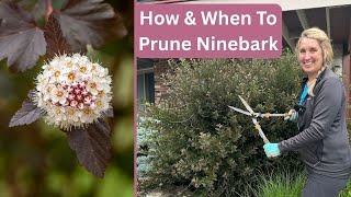 How & When to Prune Ninebark the EASY Way✂️ Details