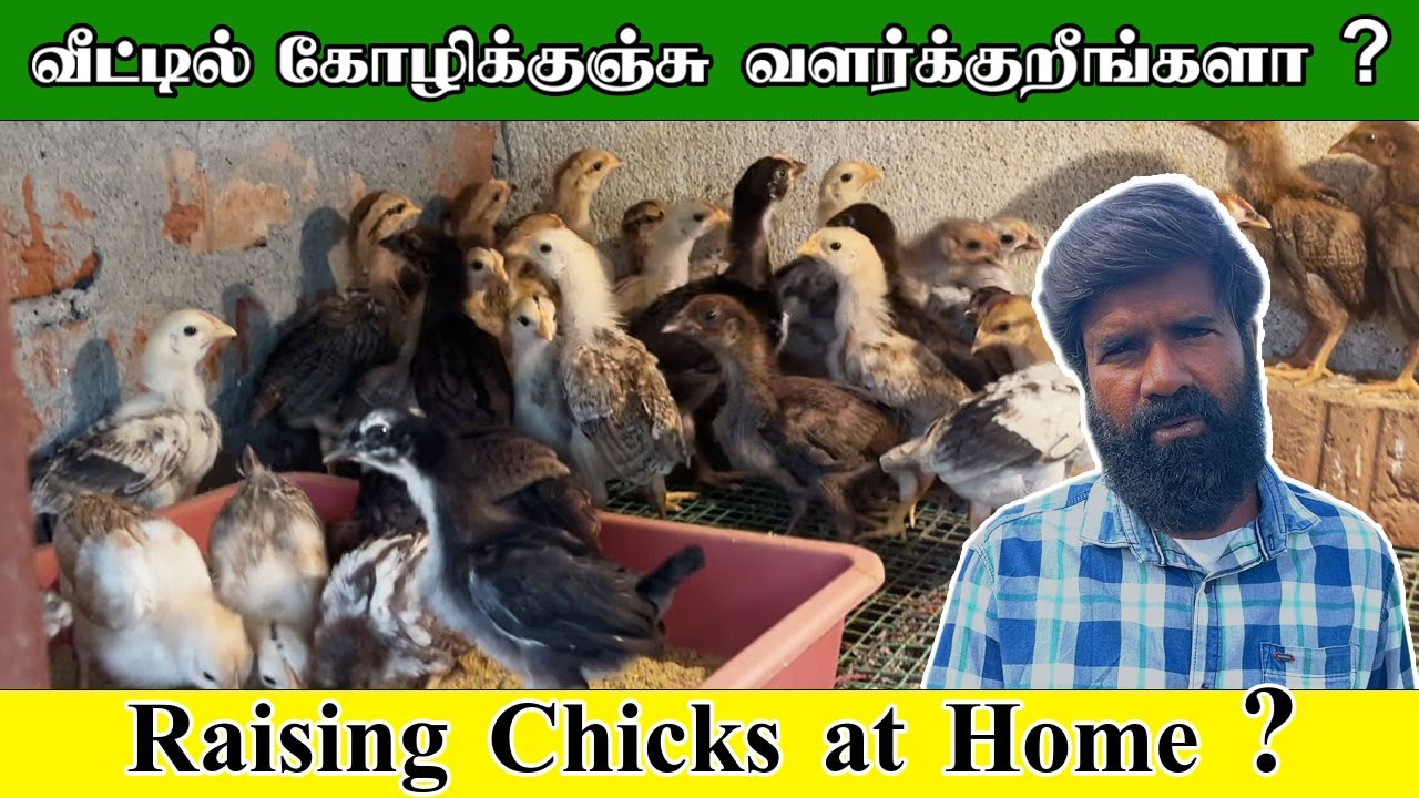 Raising Chicks at Home ? | வீட்டில் கோழிக்குஞ்சு வளர்க்குறீங்களா ? | TAMIL | GUNA'S POULTRY