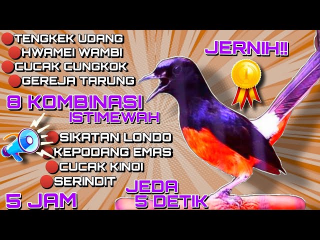 🔴8 Kombinasi Masteran Burung Jawara Terbukti Ampuh!! |Jernih Full 5Jam Jeda 5Detik#masterankombinasi class=