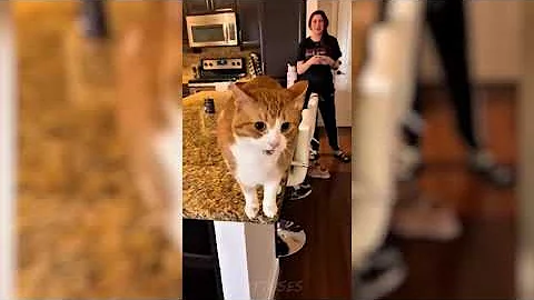 Video 11892141: best funny cats compilation, kitten collection, adorable kitten