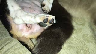 Puppy upside down sleep with cat
