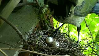 10 uova finte per caccia ai corvidi Video