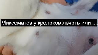 Миксоматоз у кроликов лечить или ....... болезни кроликов Миксоматоз у кроликов лечить или ....... болезни кроликов