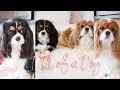 DAY IN THE LIFE OF A CAVALIER KING CHARLES SPANIEL | DOGS LIFE