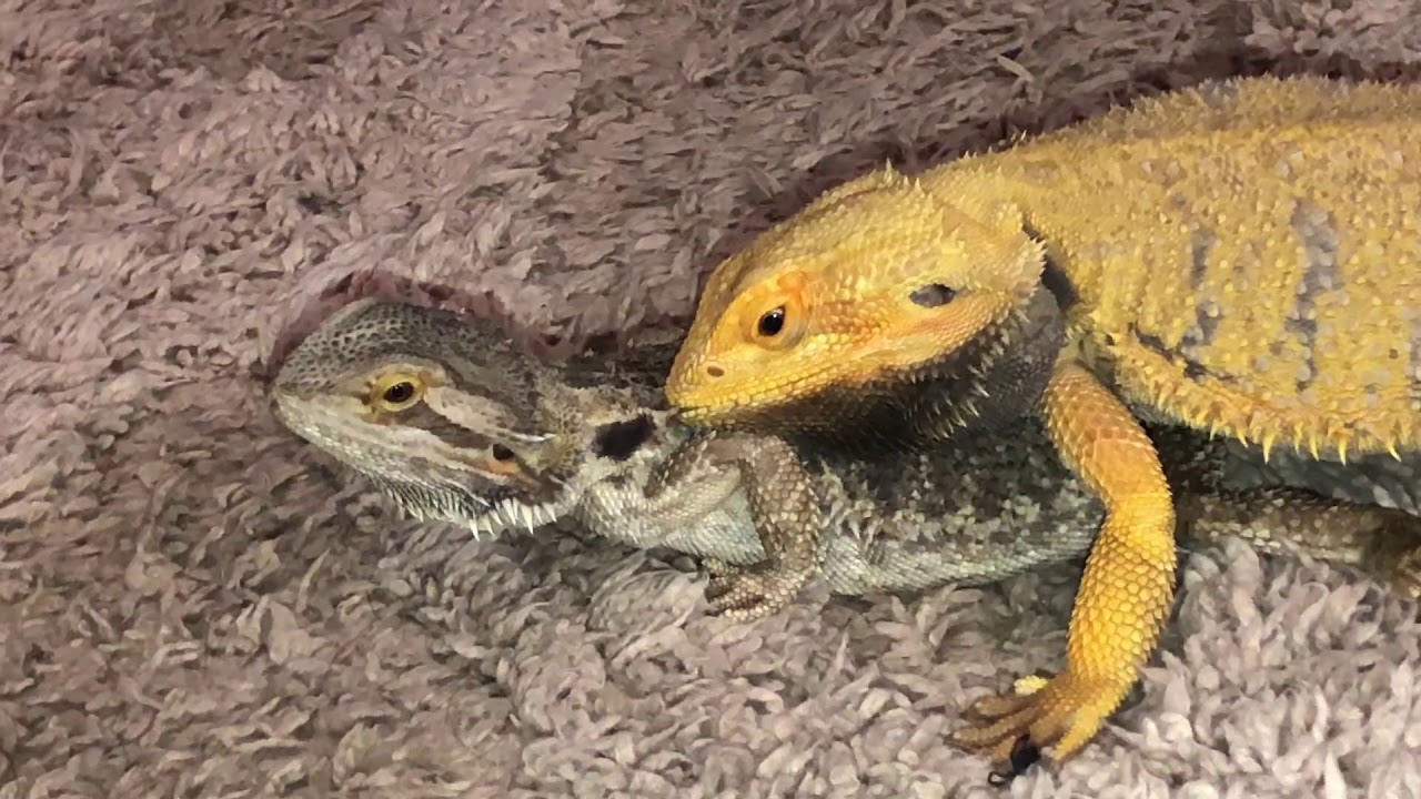 how do bearded dragons mate, bearded dragons mating, bearded dragon m...