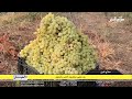 بدء جني محصول العنب بالدجيل بدء جني محصول العنب بالدجيل