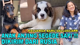 ANAK ANJING SEGEDE SAPI DIKIRIM DARI RUSIA !!! KELUARGA BARU DALLOSCARR - DOBERMANN SAINT BERNARD