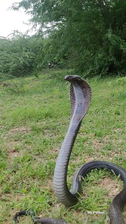 #snake #angry #sound 😱OMG #cobrasnake