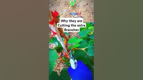 Secrets to Perfect Grapes: Why Farmers Prune Extra Branches!