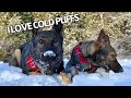Dogs Enjoying The First Snowfall Of Winter