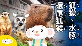 【樂樂帶你探險去】出發去找 #水豚、#狐獴 和#環尾狐猴一起玩囉#關西六福莊 小行星樂樂TV