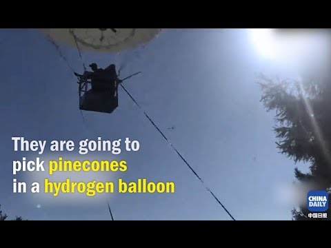 Amazing! They pick pinecones in a hydrogen balloon