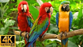 (4K) Breathtaking Colorful Birds of the Rainforest 2 Wildlife Nature Film + Jungle Sounds