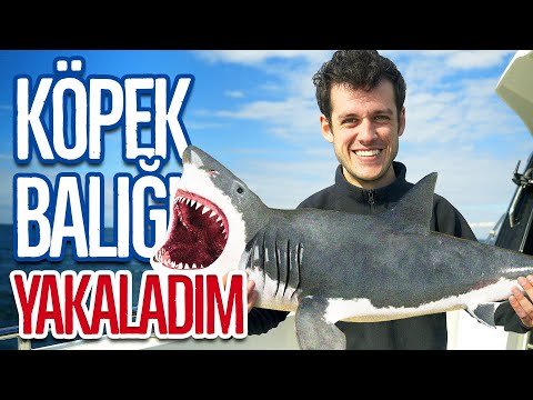 450KG KÖPEK BALIĞI YAKALADIK!