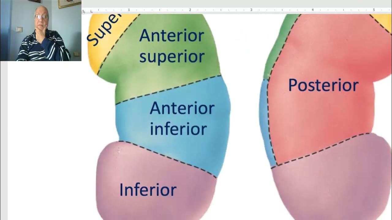 Anatomy of urinary module in Arabic 2023, 1 (Kidneys, part 1) , by Dr