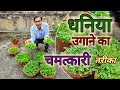         new technique in coriander or cilantro growing at home