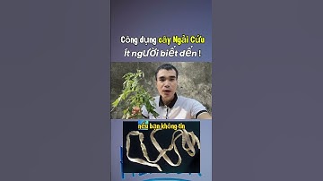 Cách dùng cây NGẢI CỨU tẩy giun sán tại nhà | Hoàng Thuận Healer #hoangthuanhealer #shortvideo