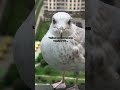 Чайка #mem #story #tiktok #humor #joke #music #funny #animals #bird #seagull