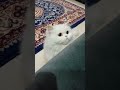 ATTACK MODE ON 🔥😂 #cat #trending #cutecat #share #shorts #like #funnycats #catvideos #funniestvideo