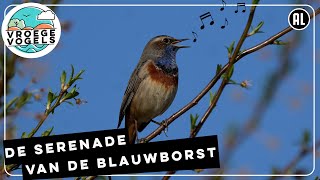 De zang van de blauwborst | Zelf Geschoten | Vroege Vogels