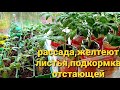 Рассада  томатов,почему желтеют листья, зачем перевалка.Чем подкармливаю отстающих