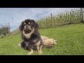Tibetan Spaniel の動画、YouTube動画。