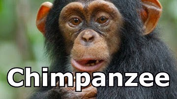 Chimpanzee  Sounds & Chimpanzee  Pictures ~ The Sound a Chimpanzee Makes