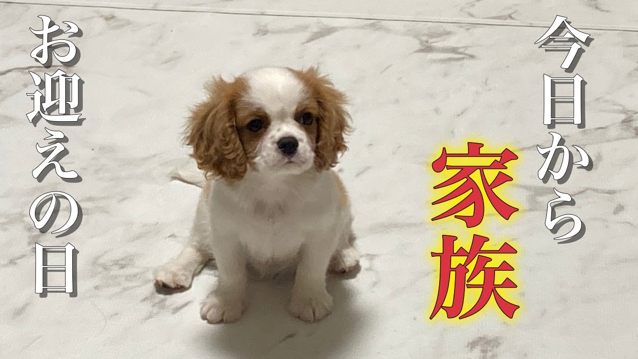 キャバリア・お迎えの日│ベル Belle