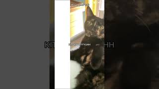 Ich Leibe Meine Katze