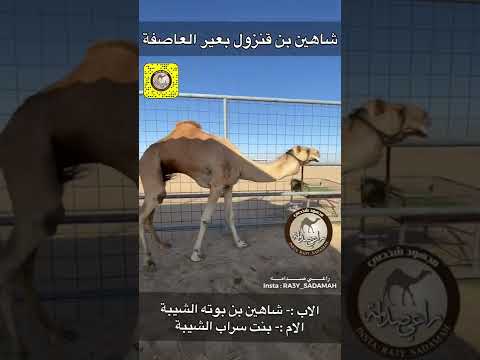 شاهين بن قنزول بعير العاصفة