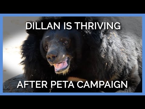 Checking in on Dillan, Two Years Post-Rescue